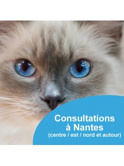 Consultations comportementaliste félin à Nantes centre est nord et autour