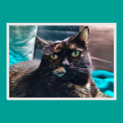 Set de table Minouchette